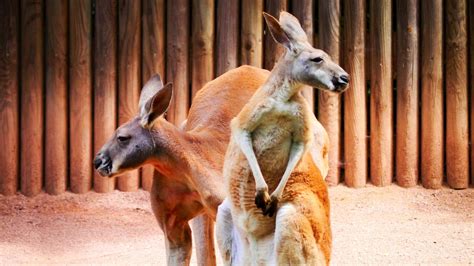 Will Australia's Dingo-Proof Fence Lead to Evolutionary Differences in ...