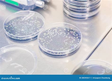 Petri Dish With Bacterial Colonies On Petri Dish In Microbiology