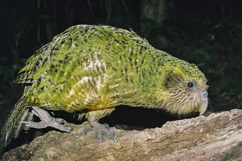 Kakapo Wallpapers - Top Free Kakapo Backgrounds - WallpaperAccess