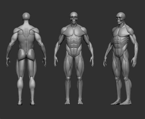 Musculature Simplified 3d Model 3d Printable Cgtrader