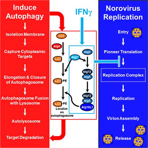 Nondegradative Role Of Atg Atg Atg L Autophagy Protein Complex In