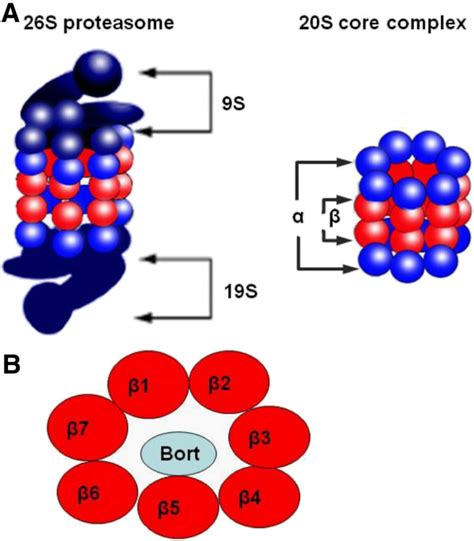 The Structure Of 26 S Proteasome The Proteasome Is A 26S Enzyme