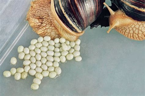 Giant African Achatina Fulica Snail Lays Eggs. Stock Photo - Image of ...