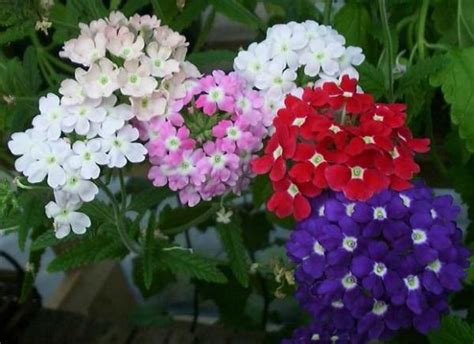 Plantas Que Florecen Todo El A O Ciencias Naturales Online