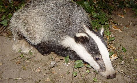 Culling Badgers Not The Answer As Vaccination Scheme Launched