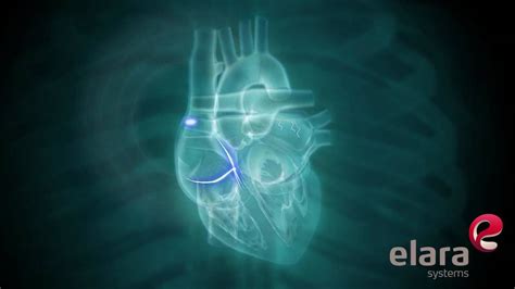 How The Heart Works Elara Systems Youtube