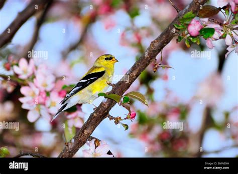 American Goldfinch Carduelis Tristis Perches In A Blooming Crabapple