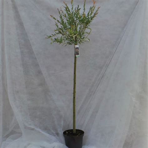 Flamingo Willow Salix Integra ‘hakuro Nishiki Lollipop