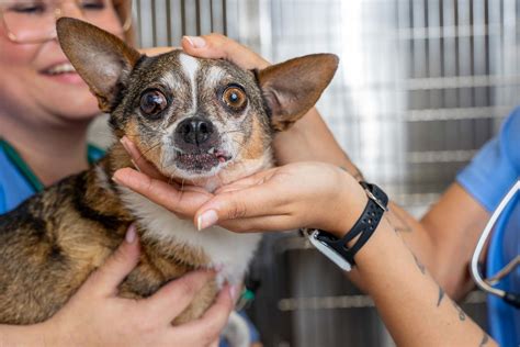 pet emergency care services  east tampa fl bay area veterinary care