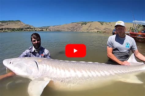 Anglers Battle Capture And Release Giant 500 Pound Sturgeon