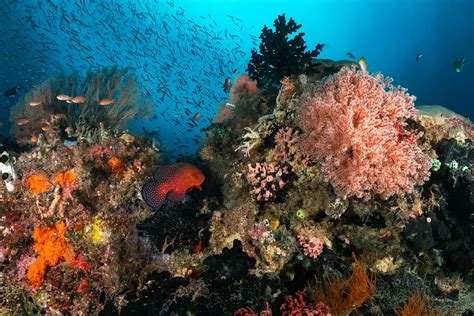 Croisière haut de gamme de 12 jours des Moluques à Raja Ampat