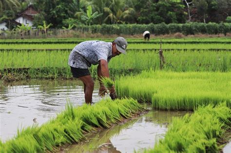 Cara Semai Padi Modern Dengan Mudah Dan Sederhana