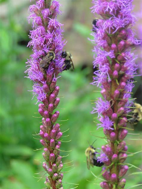 Snake Root – Middle Way Nature Reserve