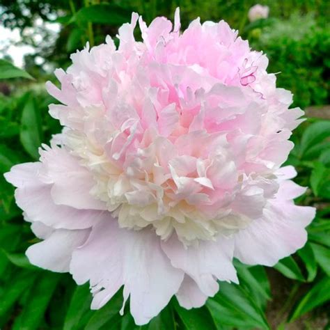 Multi-Color Rare Peony Seeds, 10pcs/pack – GreenSeedGarden