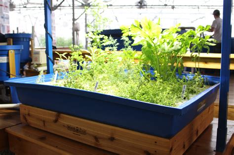 How To Make Aquaponics System