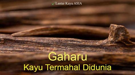 Mengapa Kayu Gaharu Menjadi Primadona Di Pasar Global