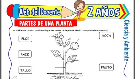 Partes de una Planta para Niños de 2 Años Web del Docente