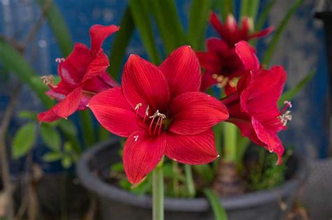 Amaryllis Hippeastrum Growing Guides And Tips Gardener S Path