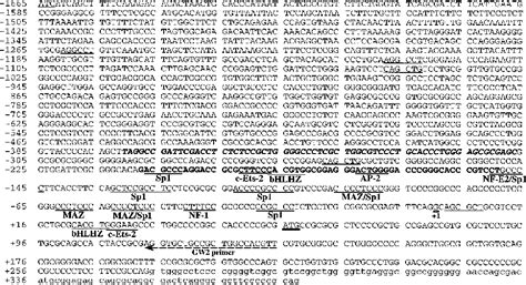 Figure 1 From Cloning And Characterization Of The Promoter Region Of