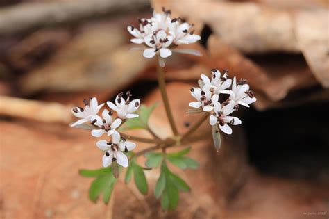 Erigenia Bulbosa Tumblr Gallery