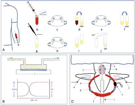 Methods A Preparation Of Prp Ppp And Wp From Donor Blood A Blood