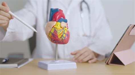 Human Heart Model Human Heart For Medical Study Human Heart Anatomy