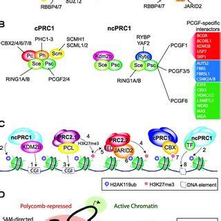 Composition Of Mammalian SWI SNF And NuRD Complexes A Schematic