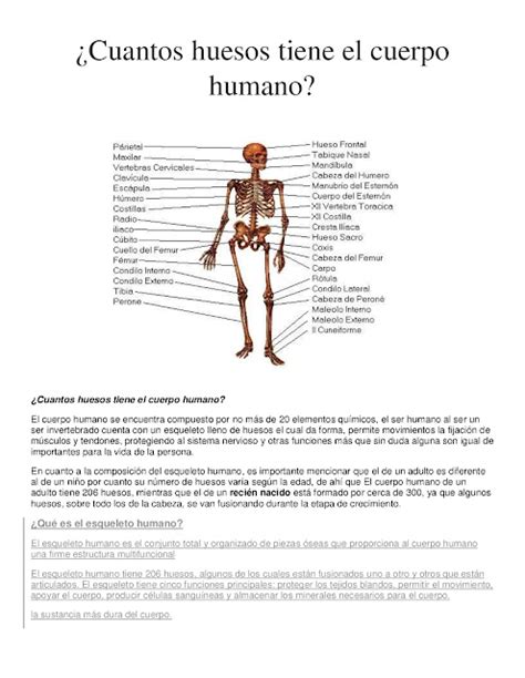 Desarrollo Fisico Y Salud Cuantos Huesos Tiene El Cuerpo Humano