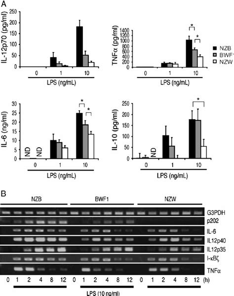 Cytokine Production Profiles In BMDCs From NZB BWF1 And NZW Mice A