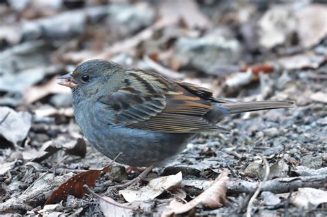 300 Free Bunting And Nature Images Pixabay