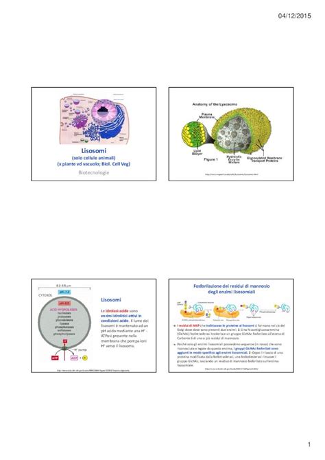 PDF Lisosomi AUTOFAGIA Lisosomi I Lisosomi Nei Processi Di