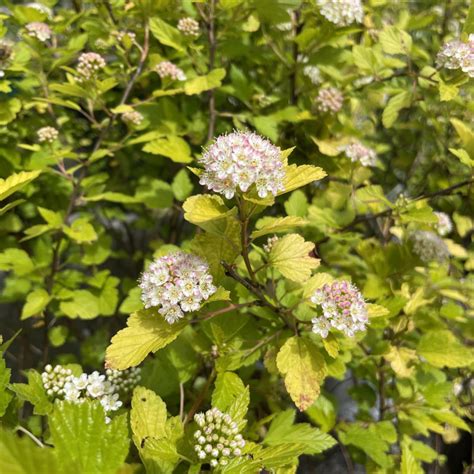 Physocarpus Opulifolius Tiny Wine Gold Arbuste