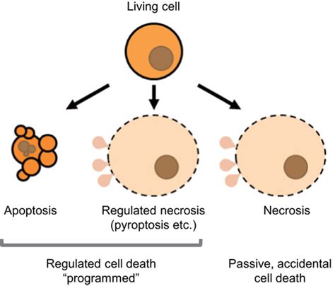 Inflammasome‐associated Cell Death Pyroptosis Apoptosis And Physiological Implications