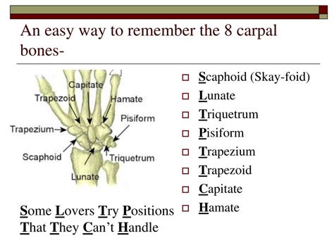 Way To Remember Carpal Bones