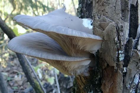 Boczniak Ostrygowaty Opis Grzyba Jadalnego Gardeneo