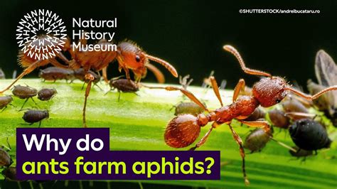 Why Do Ants Farm Aphids Surprising Science YouTube