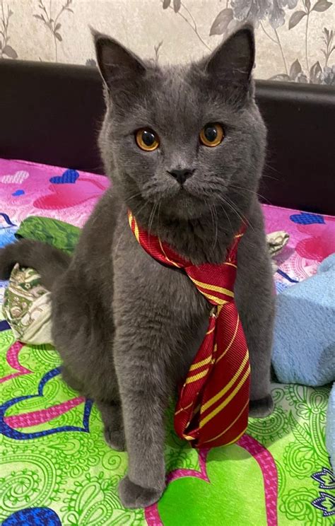 Кота звать ПлюшкаОфтоп еща пара фоток / коты в сапогах :: Легенды Джоя ...