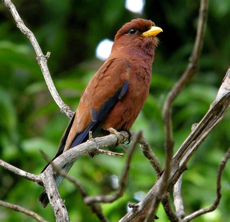 Broad Billed Roller Eurystomus Glaucurus BirdWeather