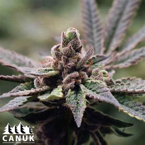 Georgia Pie Feminized Seeds Elite Strain Cannabis Seeds Canada