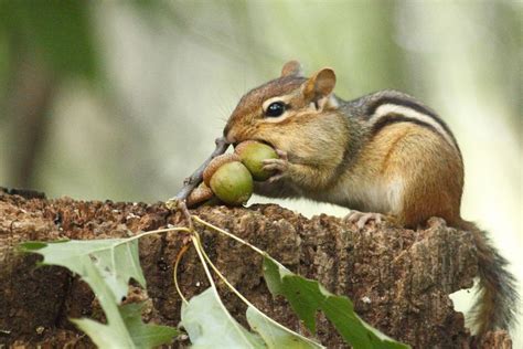 Chipmunk Facts (Subfamily Xerinae)