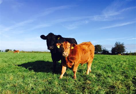 Grass Tetany Keep Your Eye On Cows In The Coming Weeks Agrilandie