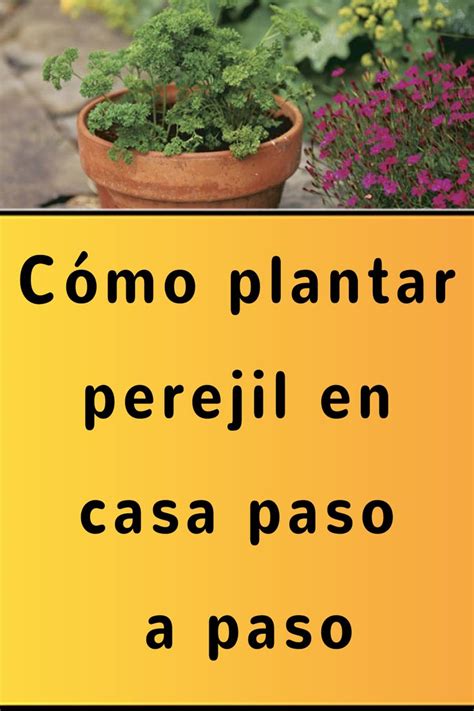 Cómo plantar perejil en casa paso a paso Como plantar perejil