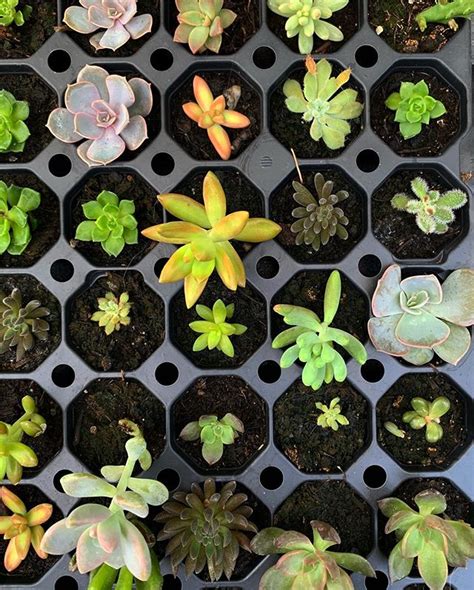 A Definitive Guide For Making Your Own Succulent Terrariums | Succulent ...