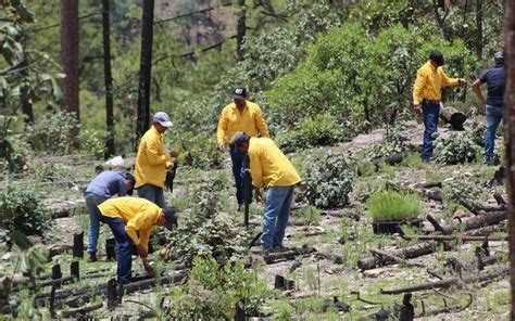 Ocupa Chihuahua tercer lugar nacional en reforestación tala inmoderada