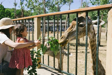 Mother And Daughter Feeding Giraffe By Stocksy Contributor Maahoo