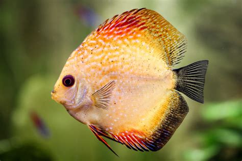 Les 10 Poissons Daquarium Les Plus Populaires Magazine Zooplus