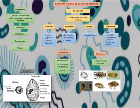 Generalidades Parasitologia Estructura Y De Los Importancia Porque