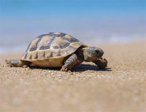 Can Turtles Live Without Their Shell Smore Science Magazine