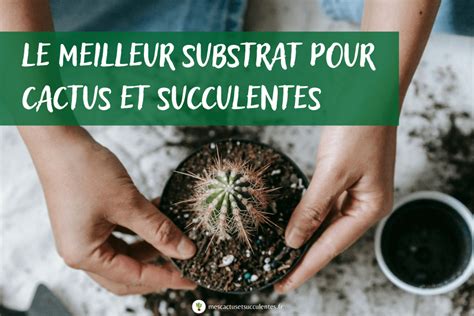 Quel Est Le Meilleur Terreau Pour Les Plantes Succulentes Mes