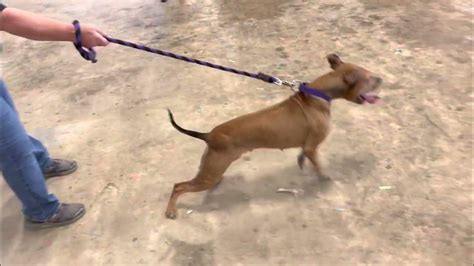 American Pitbull Terrier Adba Dog Show Chipley Florida Campion Females